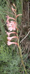 Watsonia wilmaniae
