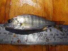 Lithognathus lithognathus