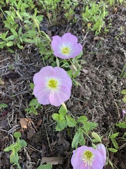 Oenothera speciosa