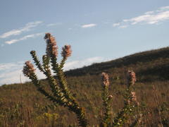 Paranomus spathulatus