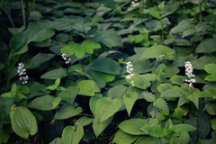 Maianthemum bifolium