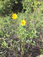 Coreopsis grandiflora