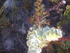 Paranomus spathulatus