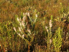 Paranomus spathulatus