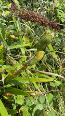 Iris foetidissima