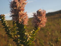 Paranomus spathulatus