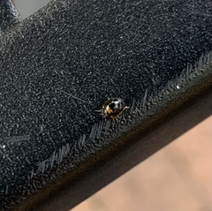 Exochomus marginipennis