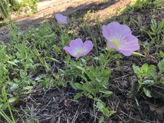 Oenothera speciosa