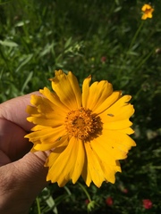 Coreopsis grandiflora