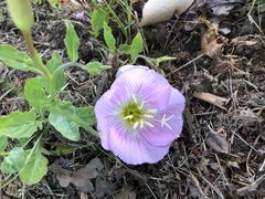 Oenothera speciosa