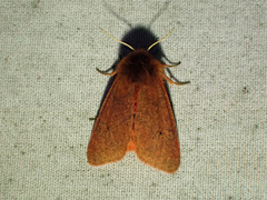 Phragmatobia assimilans