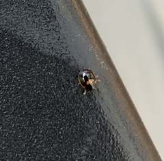 Exochomus marginipennis