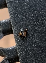 Exochomus marginipennis