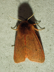 Phragmatobia assimilans