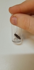 Elateridae