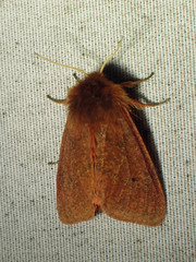 Phragmatobia assimilans