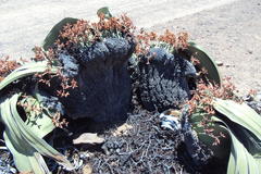 Welwitschia mirabilis image