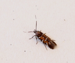 Pancalia schwarzella