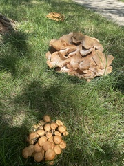 Desarmillaria caespitosa