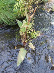Rumex aquaticus