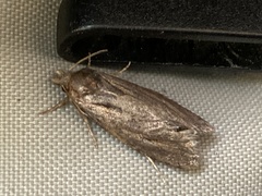 Athetiina