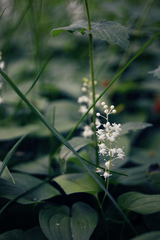 Maianthemum bifolium