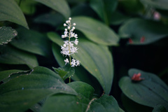 Maianthemum bifolium