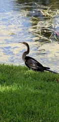 Anhinga anhinga