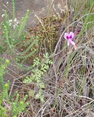 Pelargonium multicaule multicaule