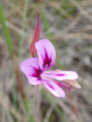 Pelargonium multicaule multicaule