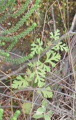 Pelargonium multicaule multicaule