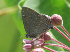 Satyrium caryaevorus