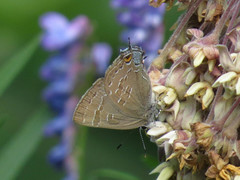 Satyrium caryaevorus