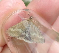 Pyrausta aerealis