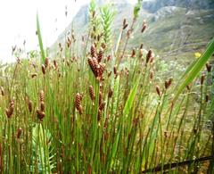 Nevillea obtusissima