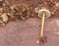 Agrocybe semiorbicularis