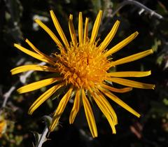 Berkheya fruticosa