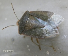 Nezara viridula
