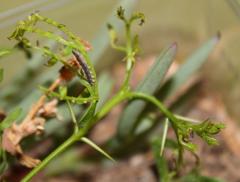Pandesma robusta