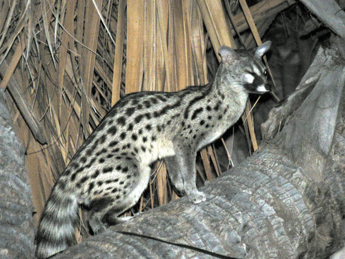 Northern Small-spotted Genet