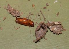 Pandesma robusta