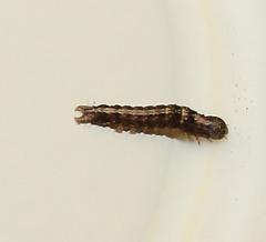 Pandesma robusta