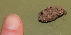 Pandesma robusta