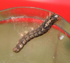 Pandesma robusta