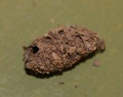 Pandesma robusta