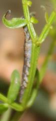 Pandesma robusta