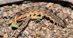 Pandesma robusta