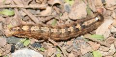 Pandesma robusta