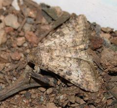 Pandesma robusta