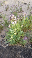 Phacelia integrifolia integrifolia